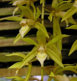 Coelogyne rochussenii