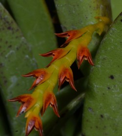 Pths (Acianthera) ochreata 