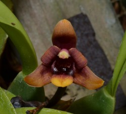 Maxillaria variabilis