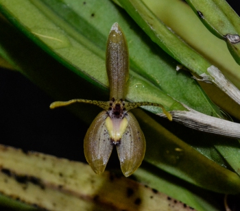 Homecoming 2011 - Richardson Dedication & Kaleidoscope Concert