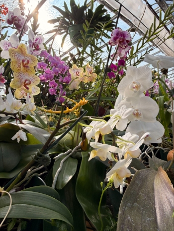 SC Greenhouse - Orchid Photo